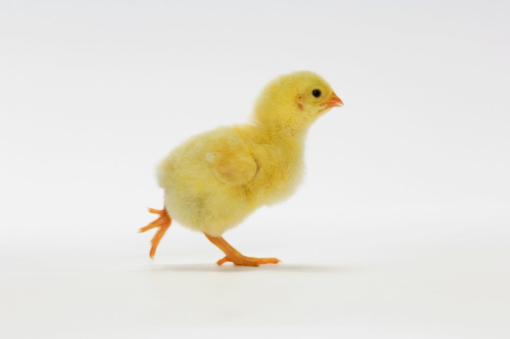 Amazon.co.jp: Posterazzi DPI2066721 Yellow Chick.Baby